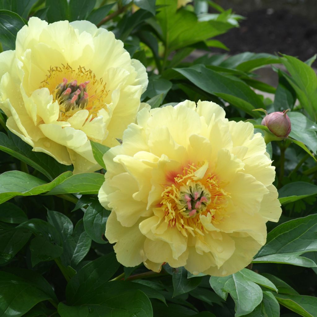 Peonia Itoh Garden Treasure