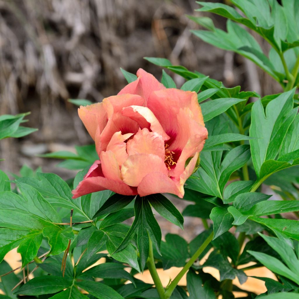 Peonia Itoh Old Rose Dandy