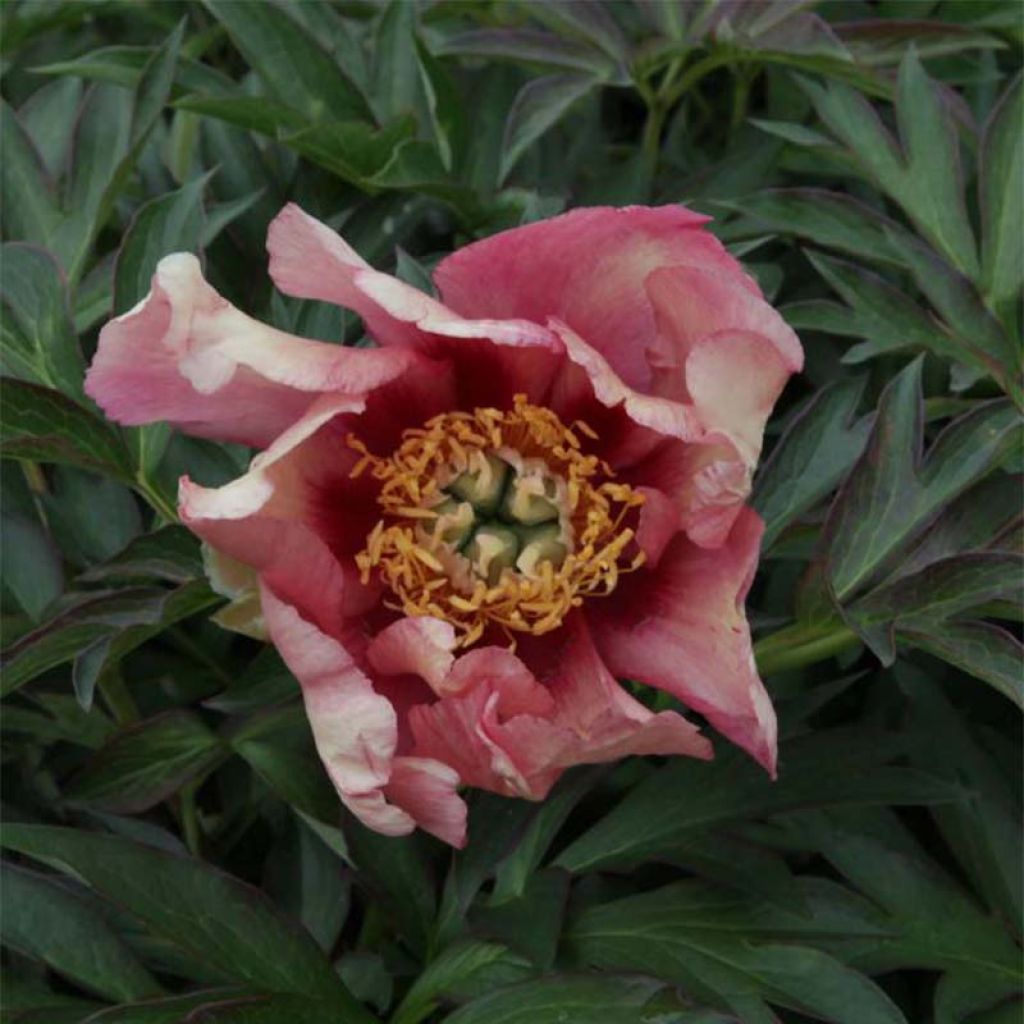 PIvoine Itoh Pastel Splendor