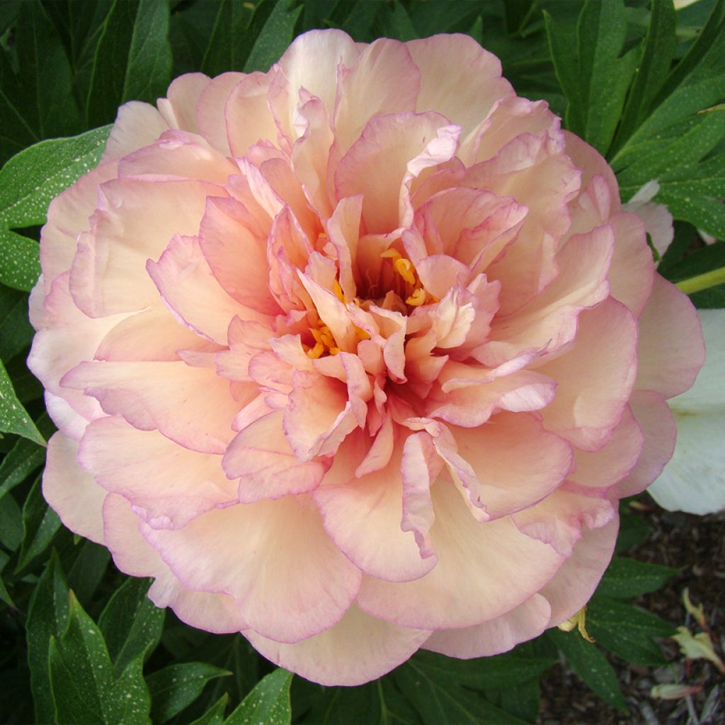 Pivoine Itoh Scrumdidleyumptious - Paeonia