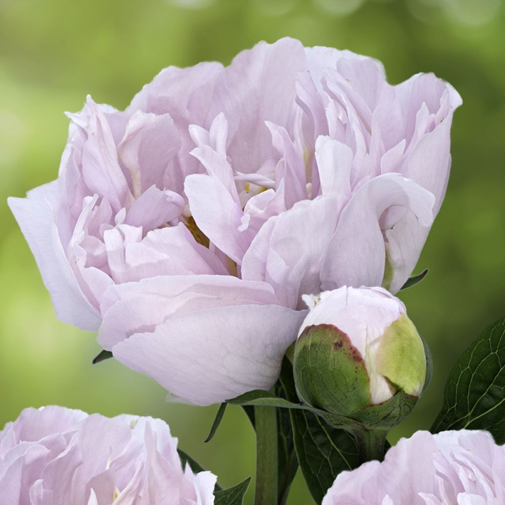 Pivoine lactiflora Pink Vanguard