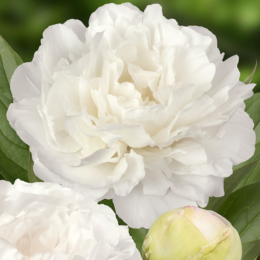 Peonia lactiflora Puffed Cotton