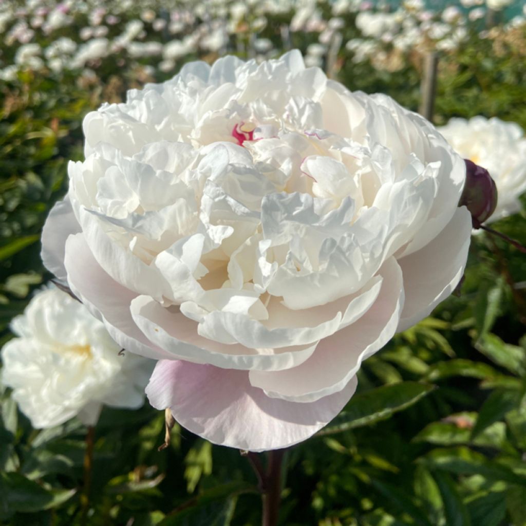 Pivoine lactiflora Vogue