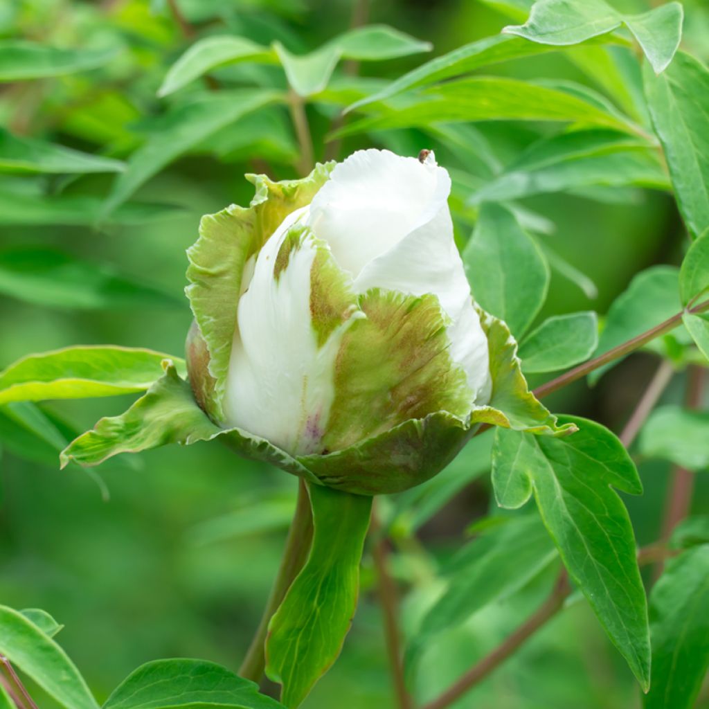 Peonia ostii Feng Dan Bai