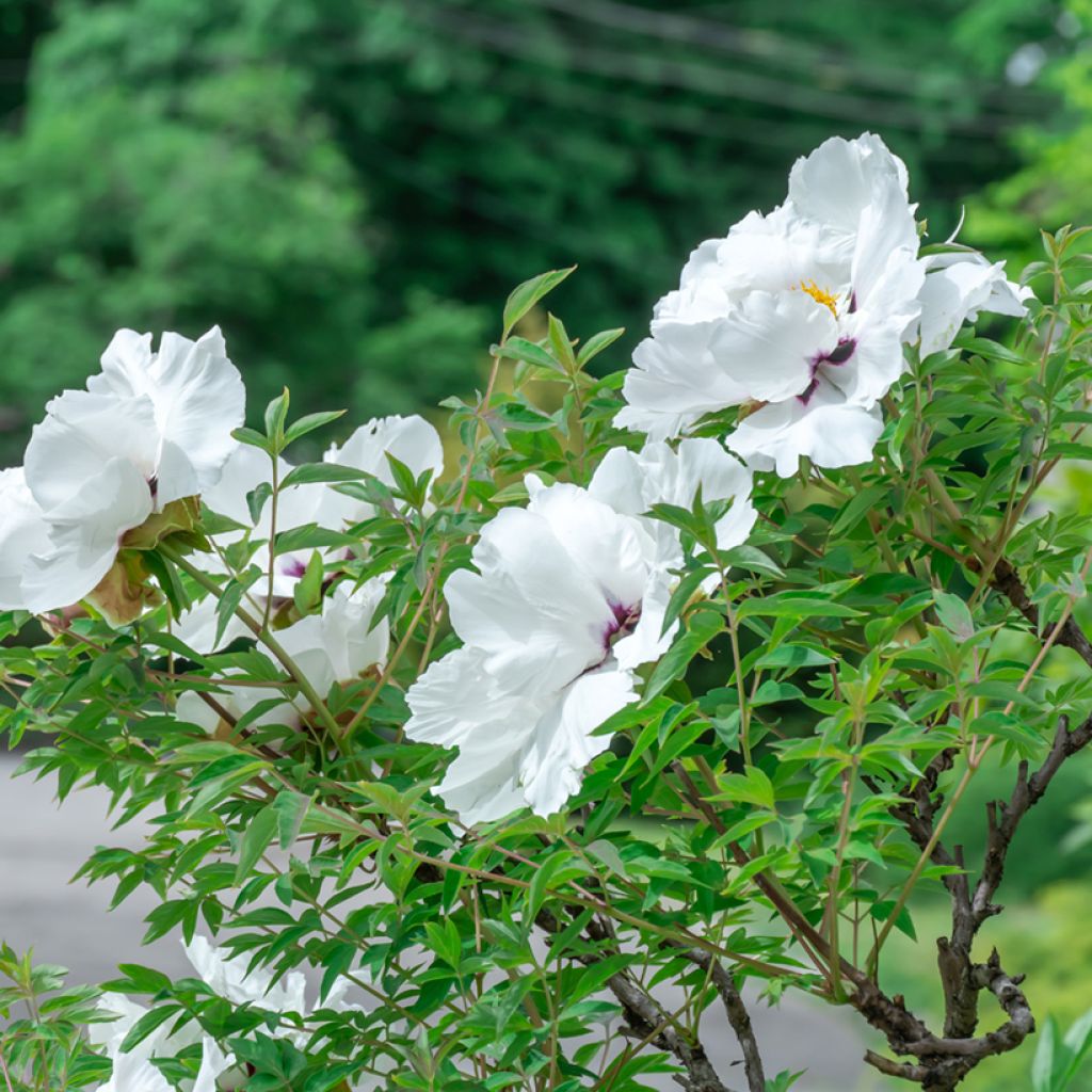 Peonia ostii Feng Dan Bai