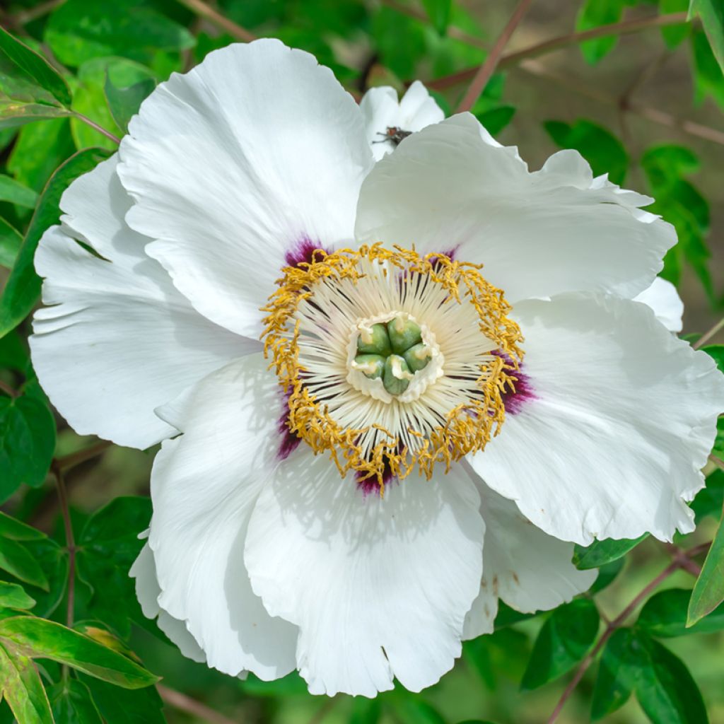 Peonia ostii Feng Dan Bai