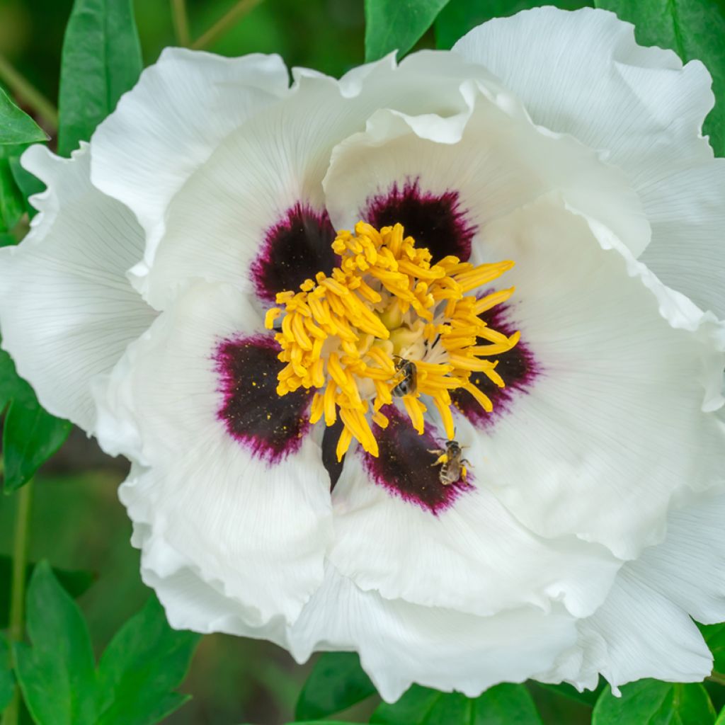 Peonia ostii Feng Dan Bai