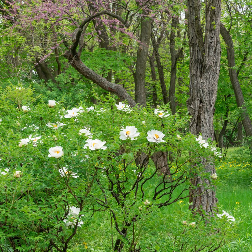 Peonia ostii Feng Dan Bai