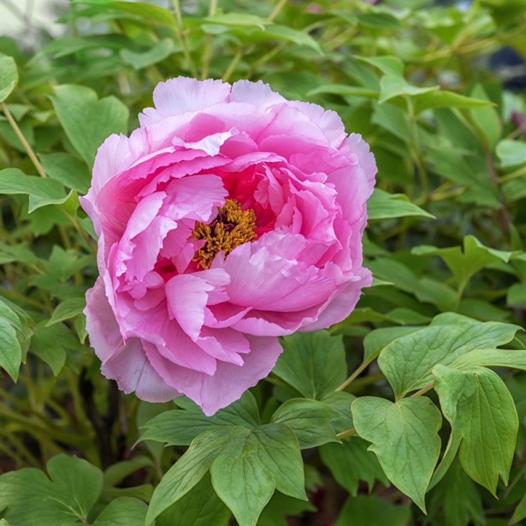 Peonía arbustiva Lu He Hong - Paeonia suffruticosa