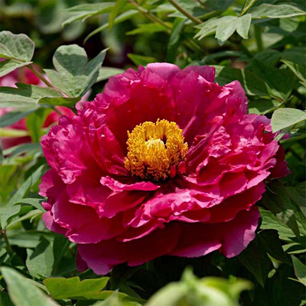 Peonía arbustiva Ri Yue Jin - Paeonia suffruticosa