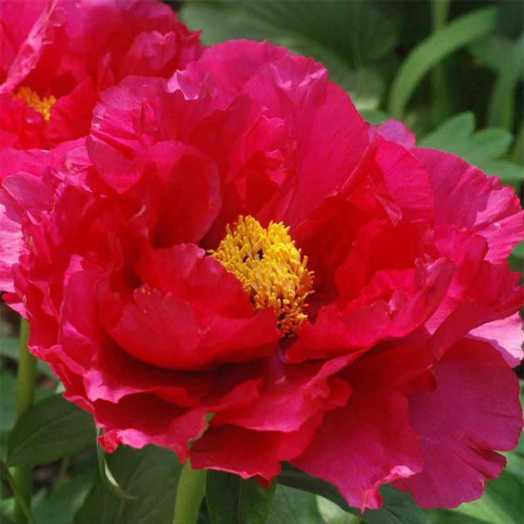 Peonía arbustiva Ri Yue Jin - Paeonia suffruticosa