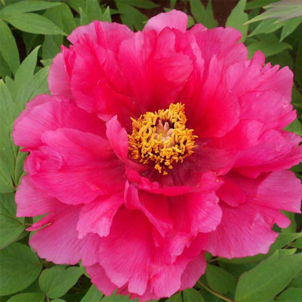 Peonía arbustiva Ri Yue Jin - Paeonia suffruticosa