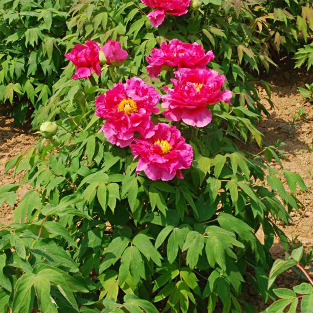 Peonía arbustiva Ri Yue Jin - Paeonia suffruticosa