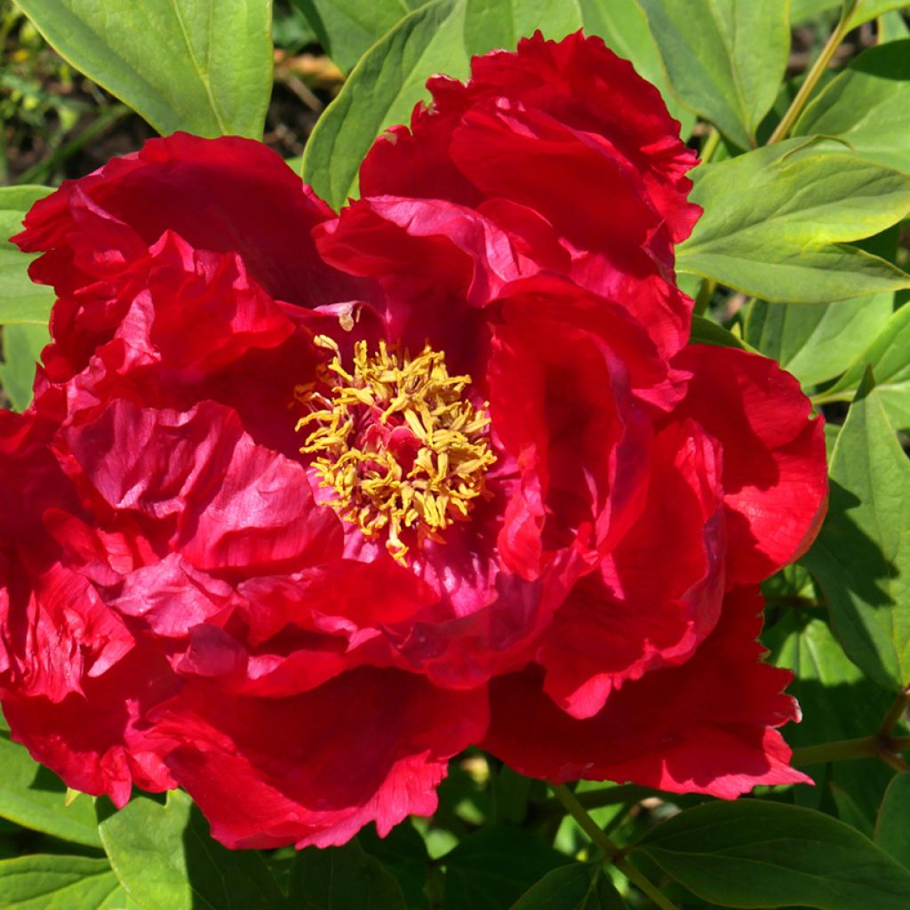 Peonía arbustiva Ri Yue Jin - Paeonia suffruticosa