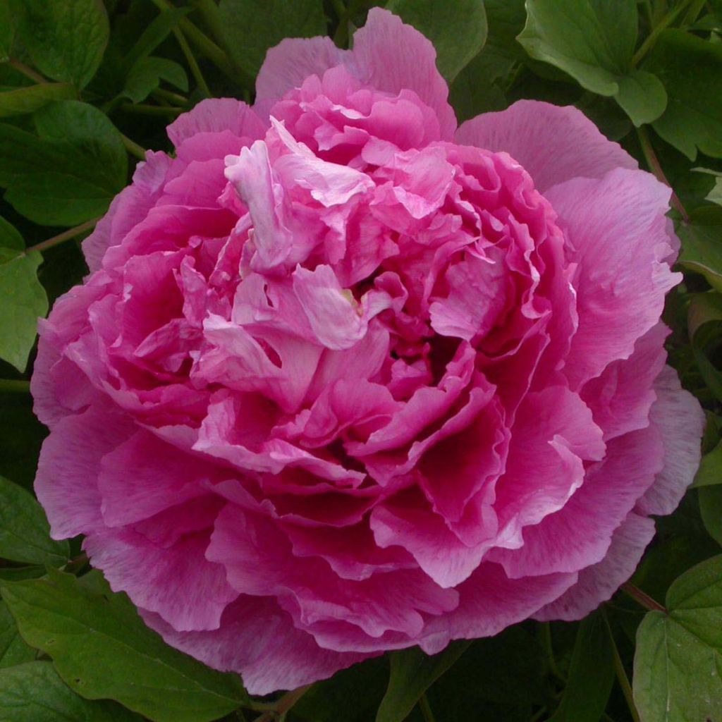 Peonía arbustiva Lu He Hong - Paeonia suffruticosa