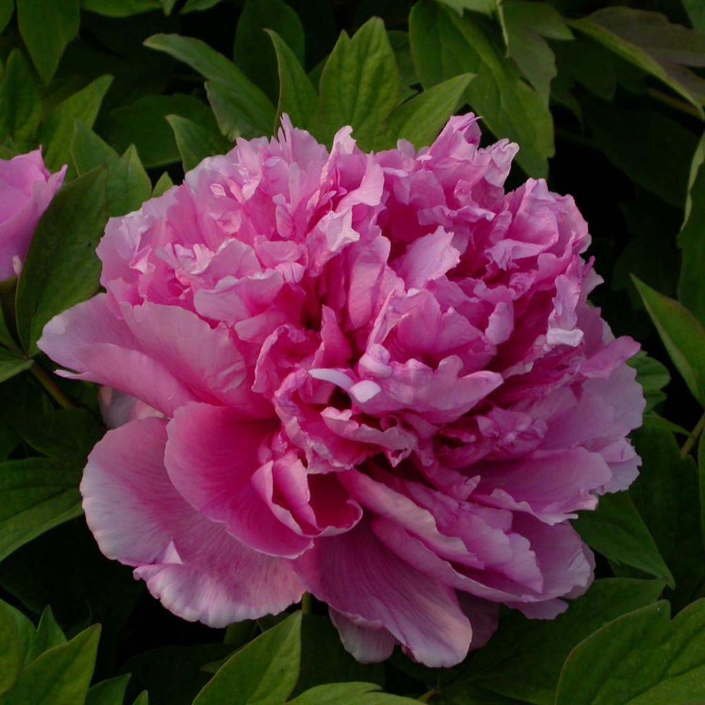 Peonía arbustiva Lu He Hong - Paeonia suffruticosa