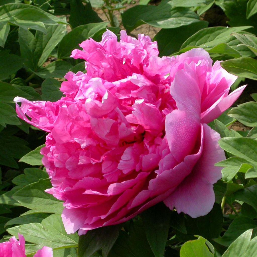 Peonía arbustiva Lu He Hong - Paeonia suffruticosa