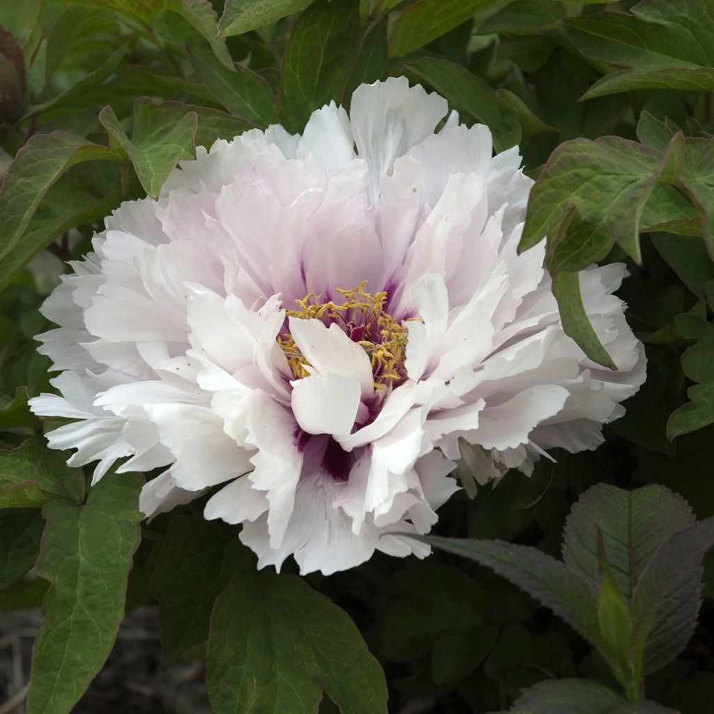 Pivoine arbustive Lan Bao Shi (Blue Jewel, Blue Sapphire) - Paeonia suffruticosa