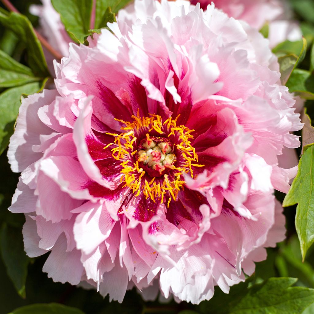 Pivoine arbustive Lan Bao Shi (Blue Jewel, Blue Sapphire) - Paeonia suffruticosa