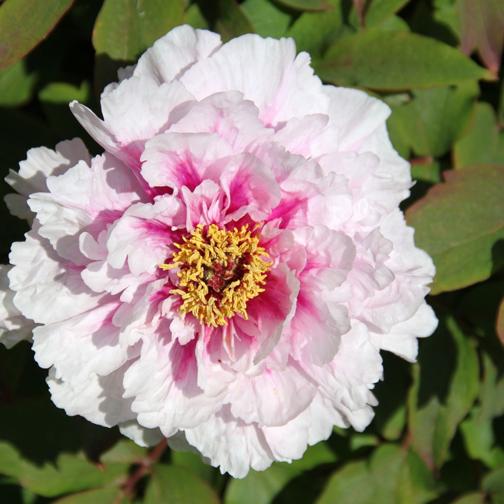 Pivoine arbustive Lan Bao Shi (Blue Jewel, Blue Sapphire) - Paeonia suffruticosa