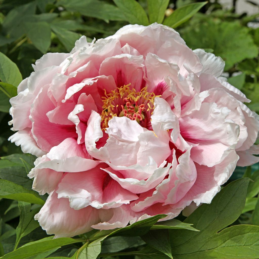 Pivoine arbustive Lan Bao Shi (Blue Jewel, Blue Sapphire) - Paeonia suffruticosa