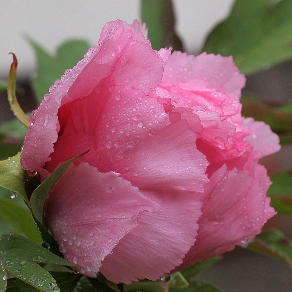 Pivoine arbustive Rou Fu Rong - Paeonia suffruticosa