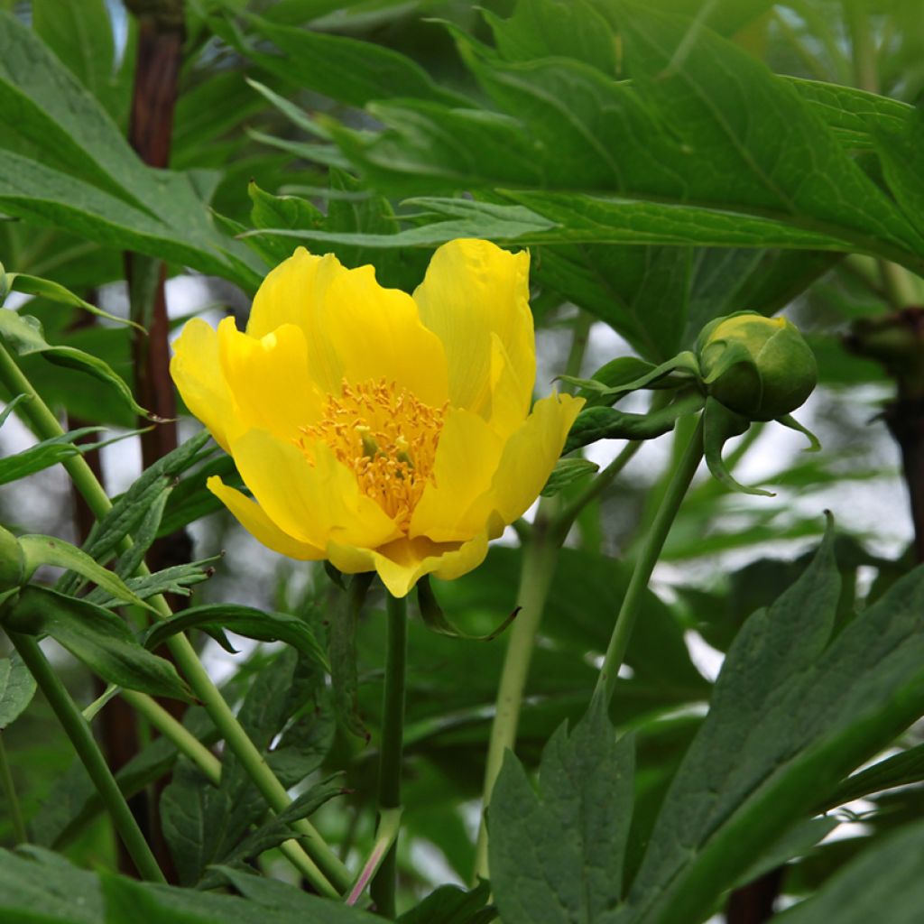 Paeonia delavayi var. lutea - árbol peonía