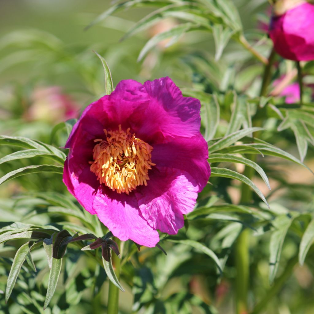 Paeonia anomala - Peonía siberiana