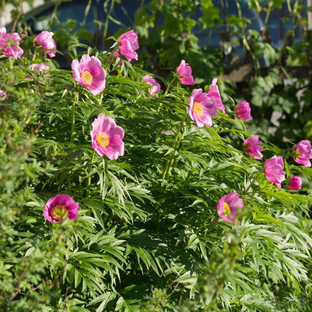 Paeonia anomala - Peonía siberiana