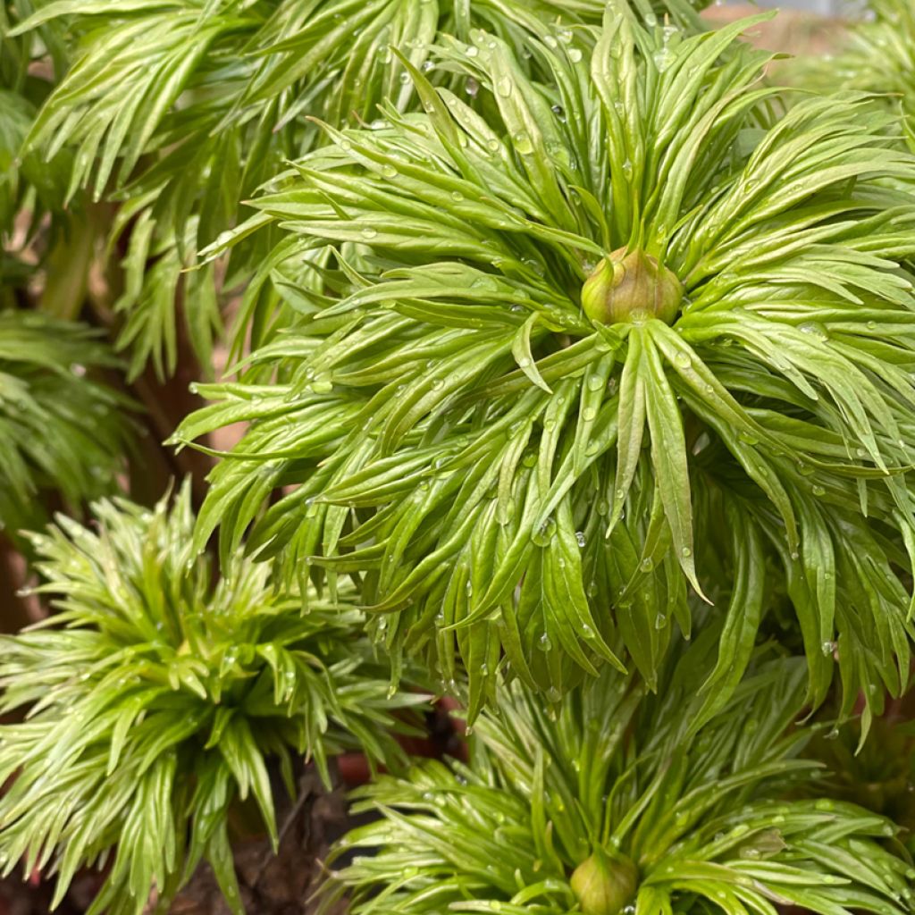 Paeonia anomala - Peonía siberiana