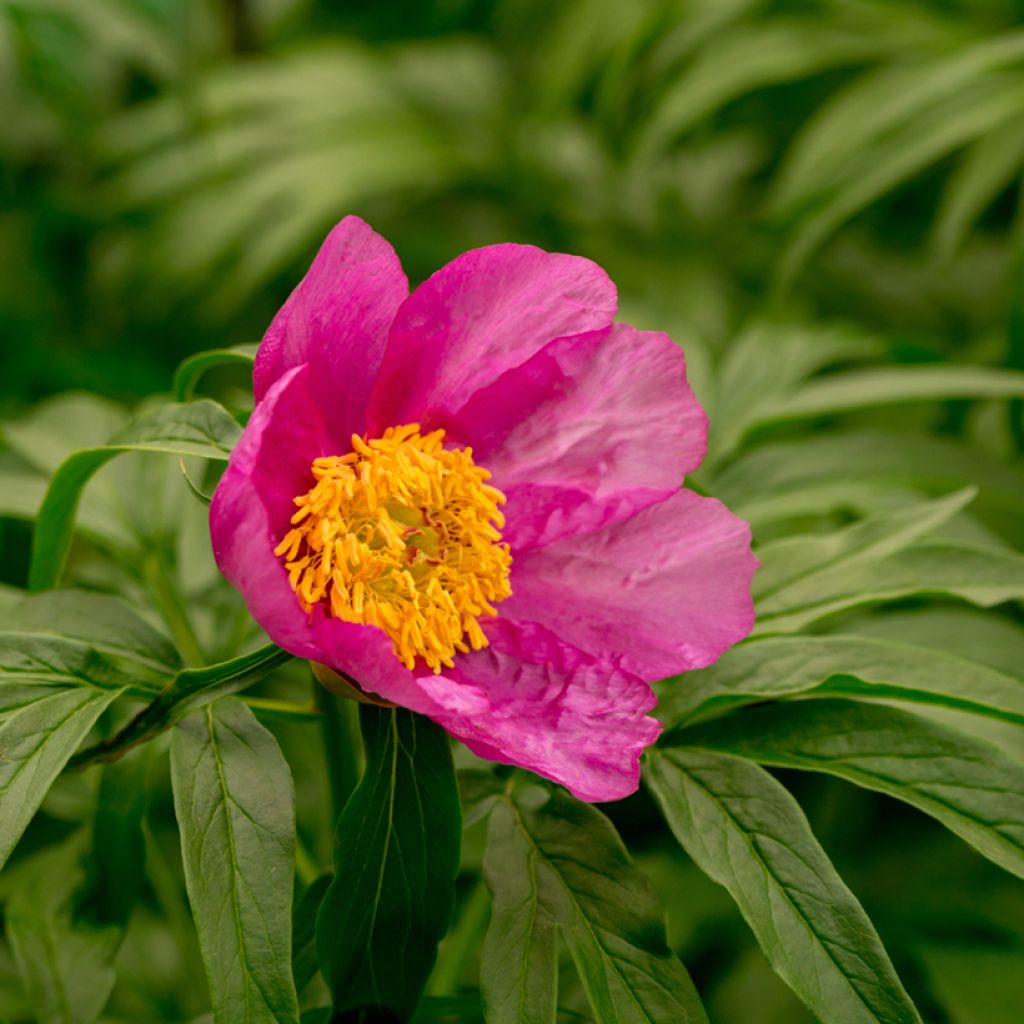 Paeonia anomala - Peonía siberiana