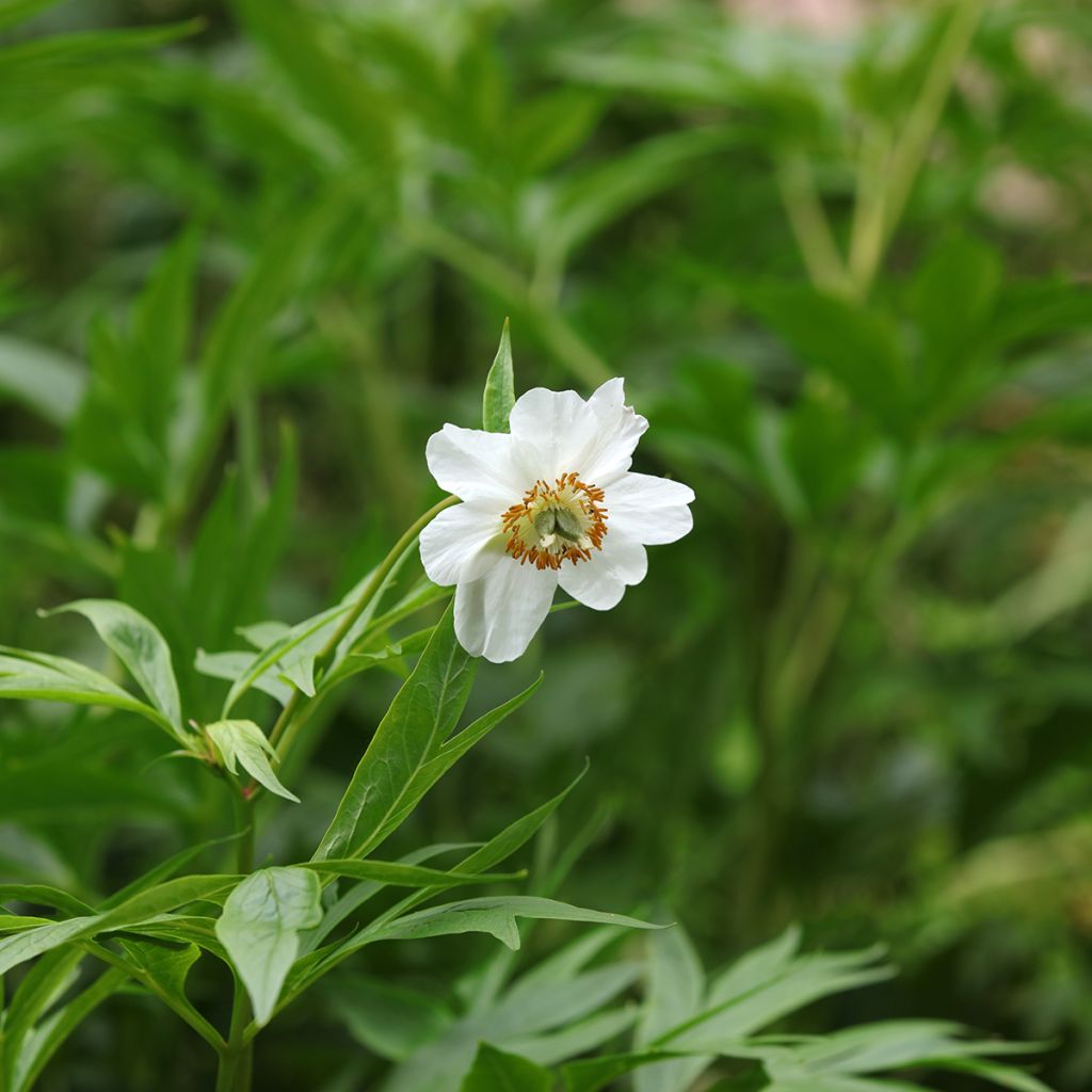 Peonia emodi