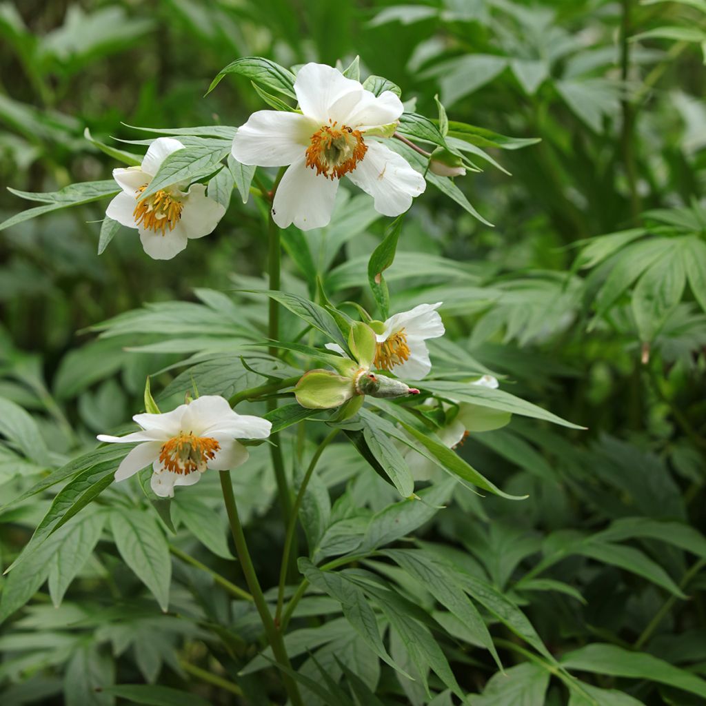 Peonia emodi