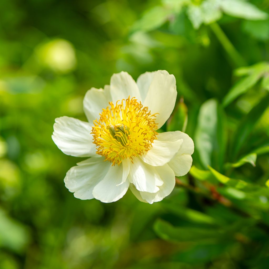 Peonia emodi