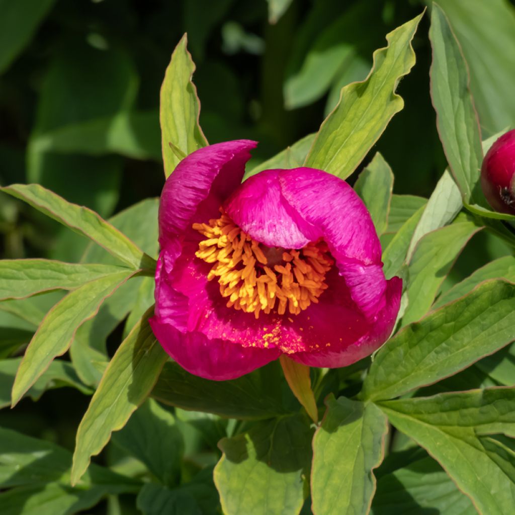 Peonia humilis