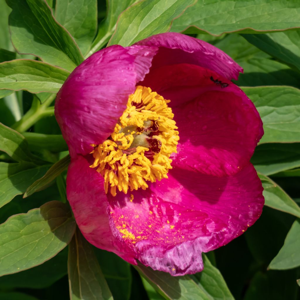 Peonia humilis