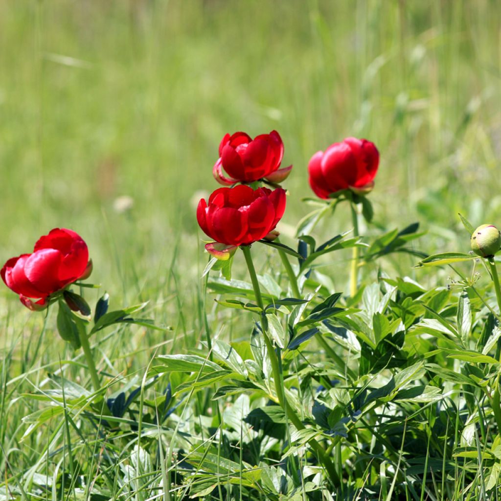 Peonia peregrina