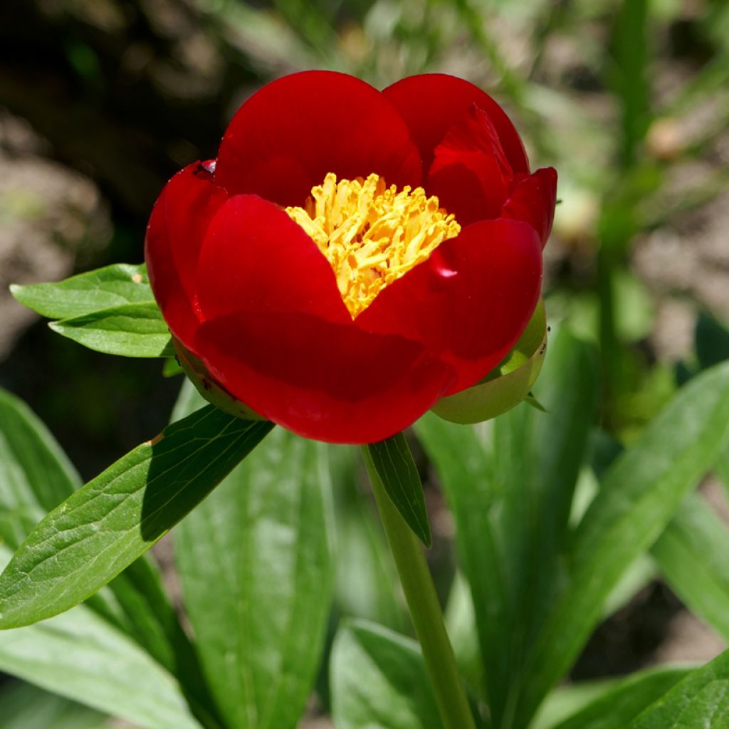 Peonia peregrina