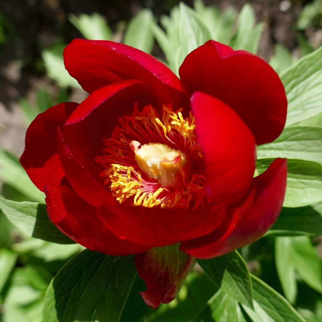 Peonia peregrina