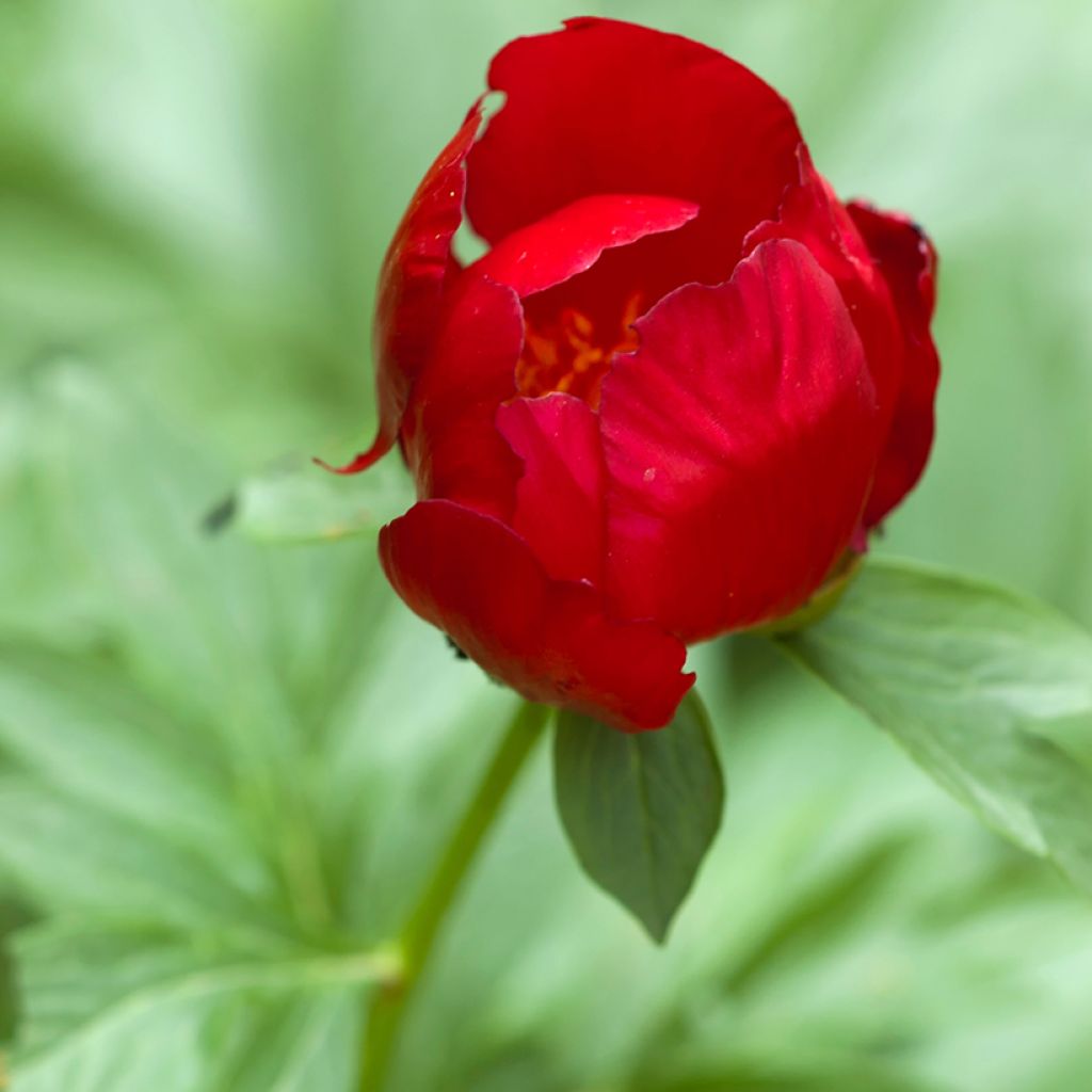 Peonia peregrina