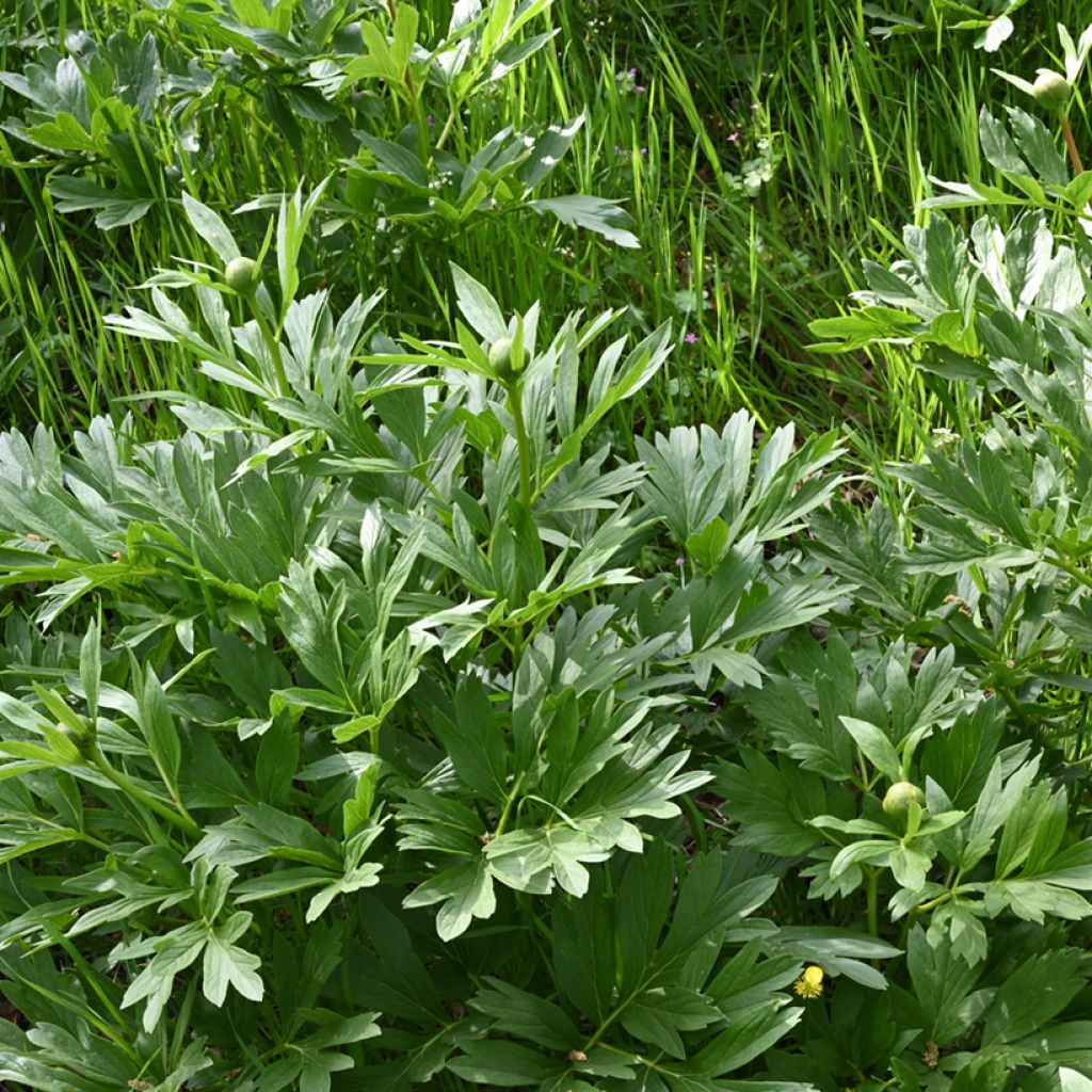 Peonia peregrina