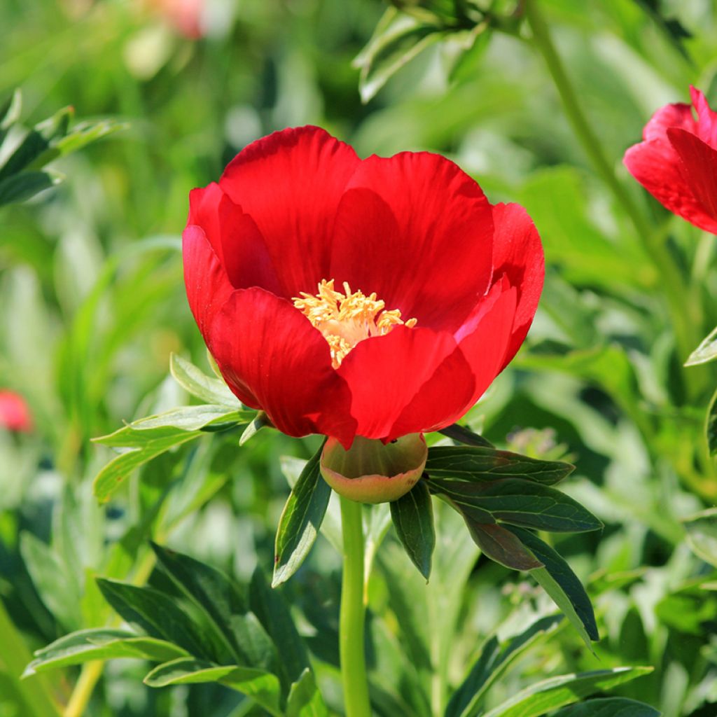 Peonia peregrina