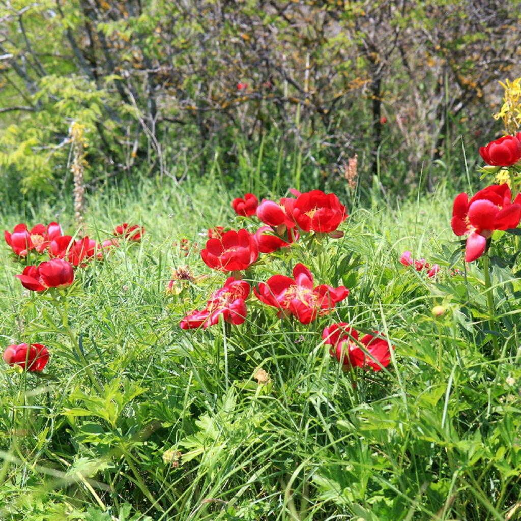 Peonia peregrina