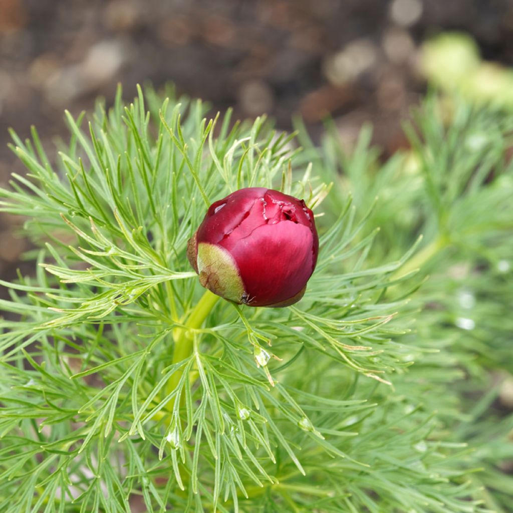 Peonía tenuifolia Plena