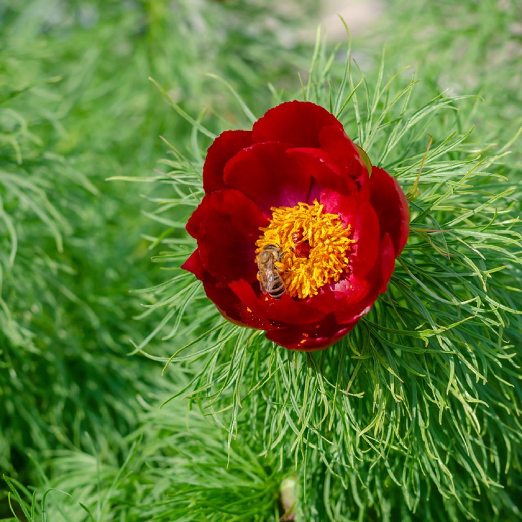 Peonía tenuifolia - Peonía hoja de helecho