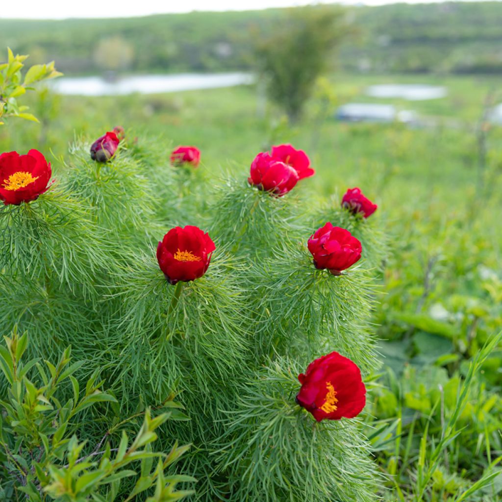 Peonía tenuifolia - Peonía hoja de helecho