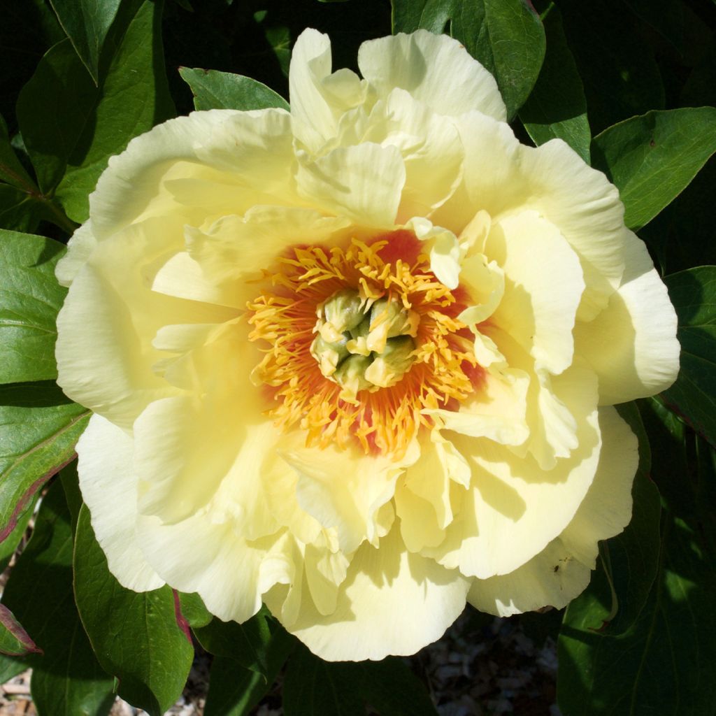 Peonia Itoh Yellow Crown