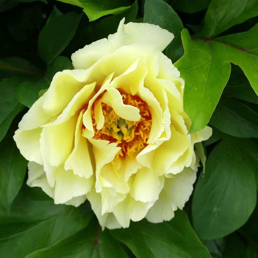 Peonia Itoh Yellow Crown