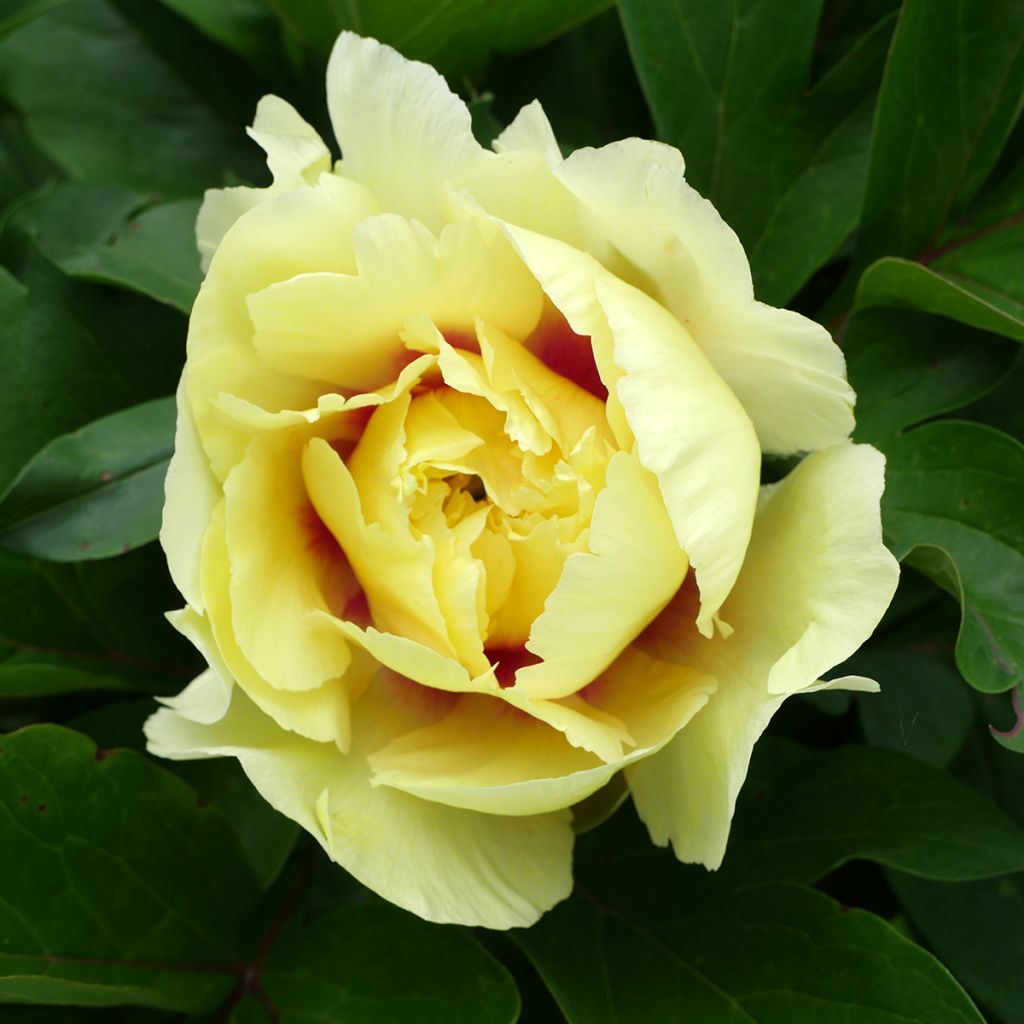 Peonia Itoh Yellow Crown