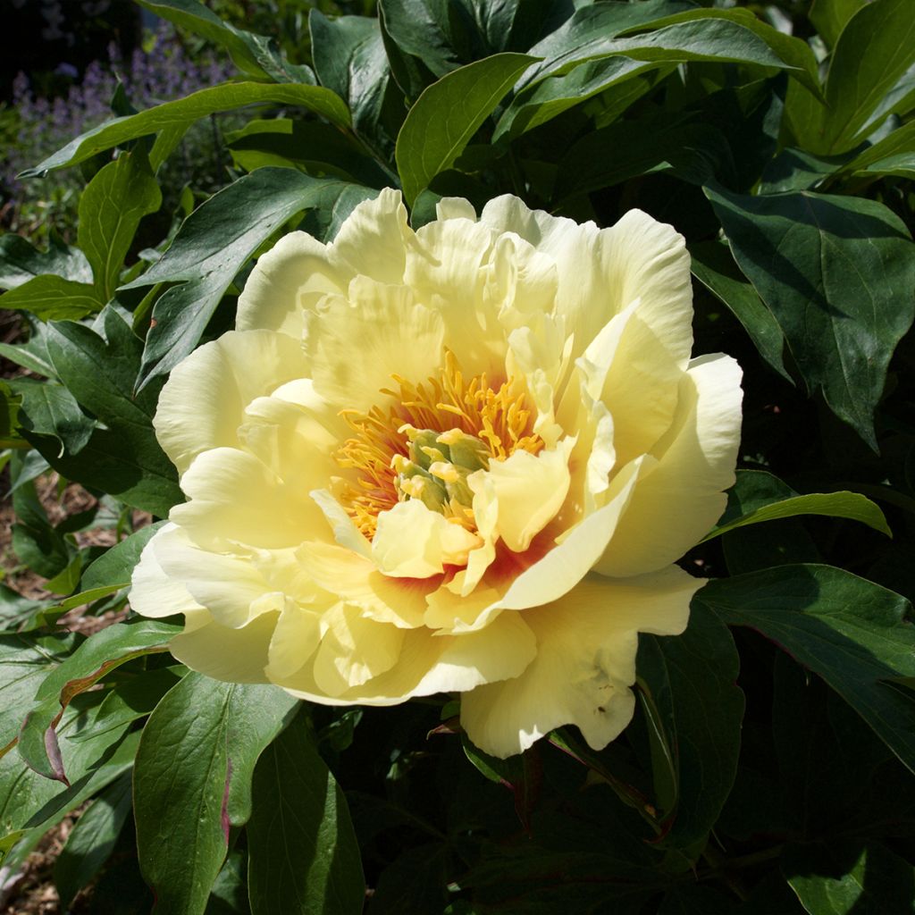 Peonia Itoh Yellow Crown